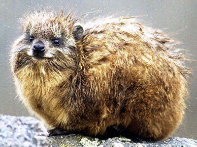 Hyrax Information for Kids