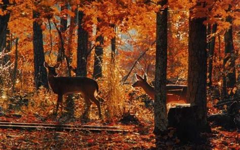 deers in a fall forest | Autunno