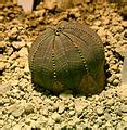 Euphorbia obesa - Wikimedia Commons