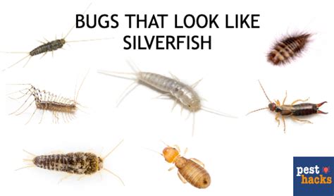 What Do Silverfish Look Like? 6 Bugs That Look Like Silverfish