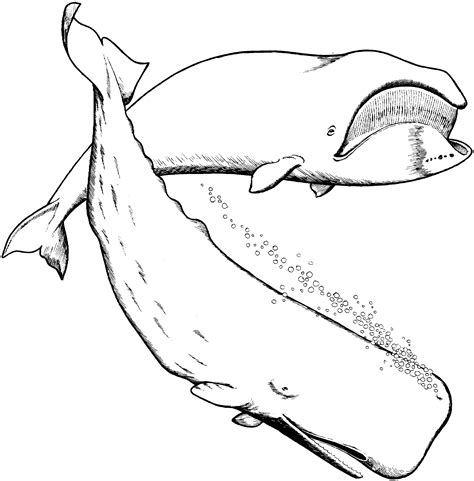 Printable Whale Coloring Pages