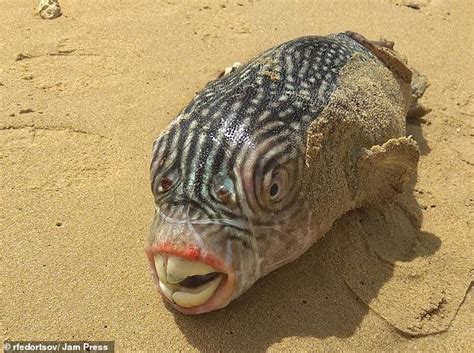 Russian fisherman shows off collection of weird 'alien' fish | Weird sea creatures, Deep sea ...