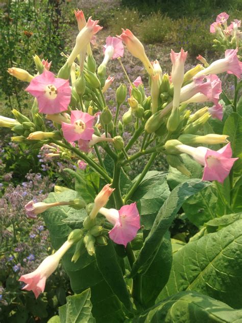 Virginia Tobacco Seeds — Ravensong Seeds & Herbals