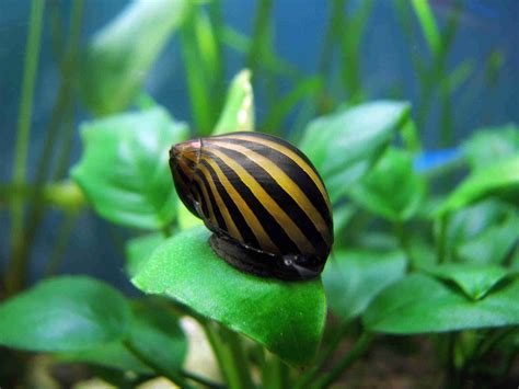 How Many Nerite Snails Per Gallon? The Answer & Basic Care Guide