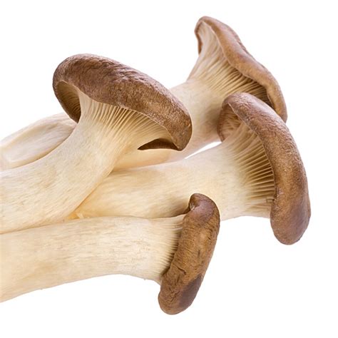 Pleurotus Eryngii – Tienda Fungi