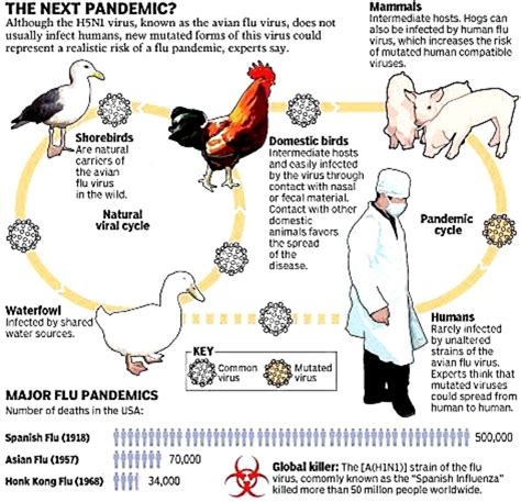 How Risky is Bird Flu Virus H7N9 and Future Strains? | HubPages