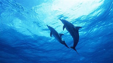 Ocean Underwater Dolphins