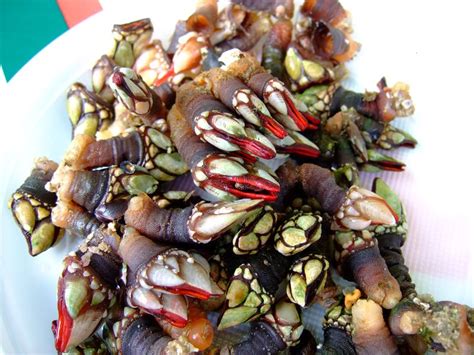 Percebes - Gooseneck Barnacles