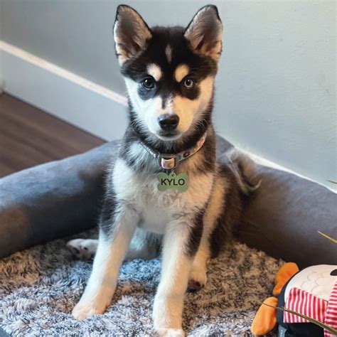 Alaskan Klee Kai Puppies For Sale | Redmond, WA #349416