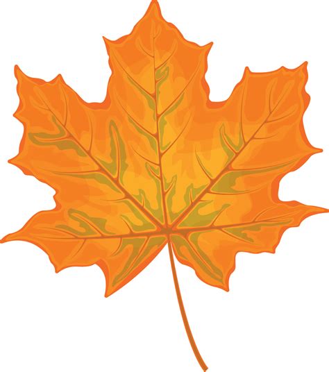 Maple leaf. Yellow maple leaf. A dry autumn leaf of a maple tree ...