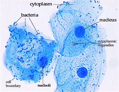 Epithelial cells- stained with methylene blue, labeled. Know Cell membrane, nucleus, and ...