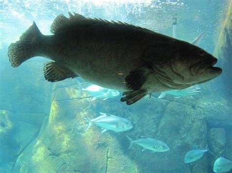 Giant grouper (Epinephelus lanceolatus) right side (no fla… | Flickr