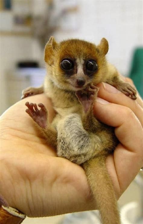 Slow Loris | Baby animals, Cute animals, Pet birds