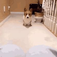 Corgi Gifs