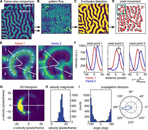 Frontiers | Quantitative analysis of surface wave patterns of Min proteins