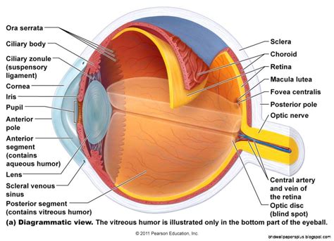 Ey Wallpaper - Eye Anatomy And Physiology (#1379626) - HD Wallpaper ...