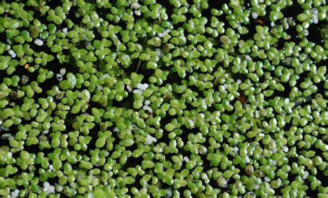 DUCKWEED | Pond Weed Identification | The Aqua Contractor