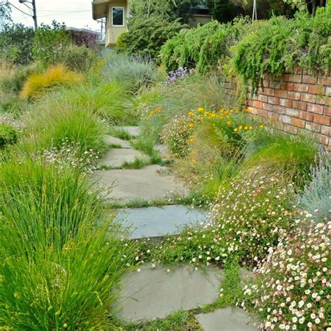 Losing your lawn? Plant a meadow. - Sunset Magazine