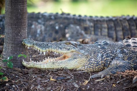 Dr Charlie Manolis | Crocodile Conservation | Aussie Wildlife Show