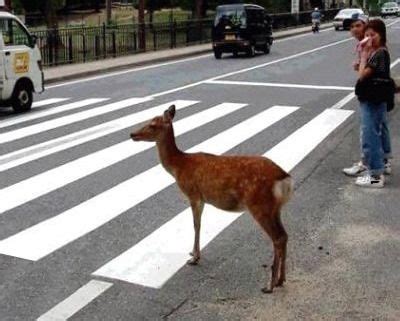 waiting to cross | Deer crossing, Animals, Funny deer