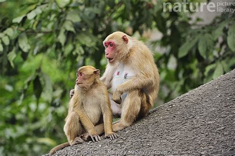 Nature Picture Library Assam Macaque (Macaca assamensis) mother with ...