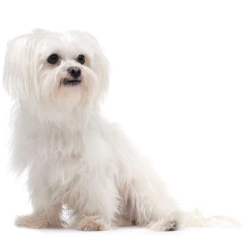 Maltese Dog Breed » Information, Pictures, & More