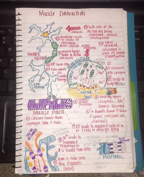 This is page of muscle notes. It puts the process in a diagram form ...