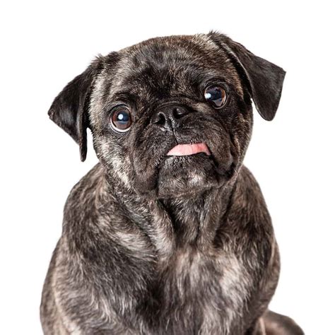 Pug Pregnancy: Gestation Period, Weekly Milestones, and Care Guide - A ...