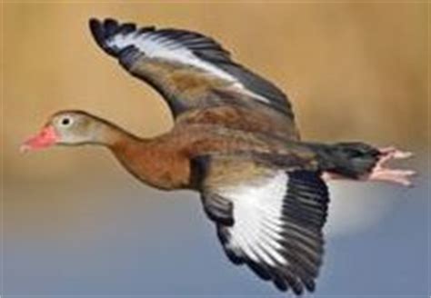 BLACK-BELLIED WHISTLING DUCK | The Texas Breeding Bird Atlas