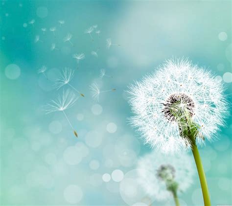 Dandelion Wallpapers - Top Free Dandelion Backgrounds - WallpaperAccess