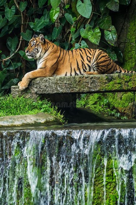 Bengal Tiger in forest stock photo. Image of face, feline - 125778368