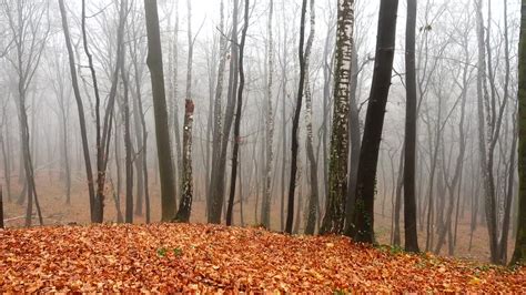 Stock Video Autumn In A Forest Live Wallpaper For PC