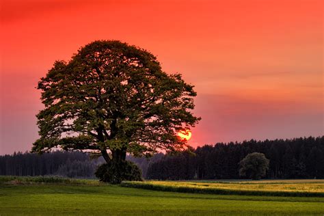 Free Old Oak at Sunset Stock Photo - FreeImages.com