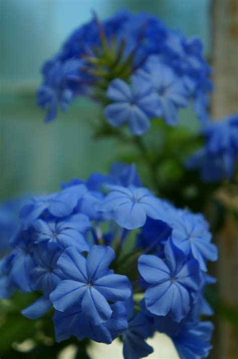 Photo #51552 | Plumbago auriculata | plant lust