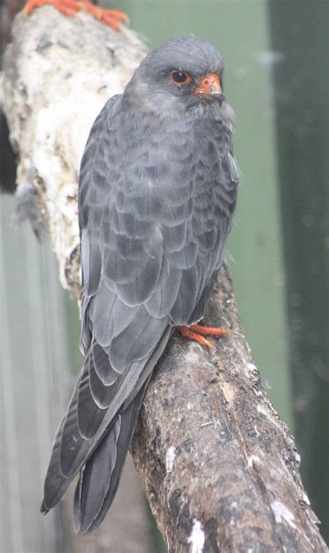 Red-footed falcon male - ZooChat