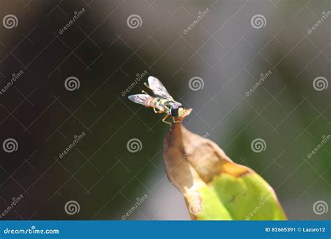 A Tiny Insect in Our Garden Stock Image - Image of pest, pollinator ...