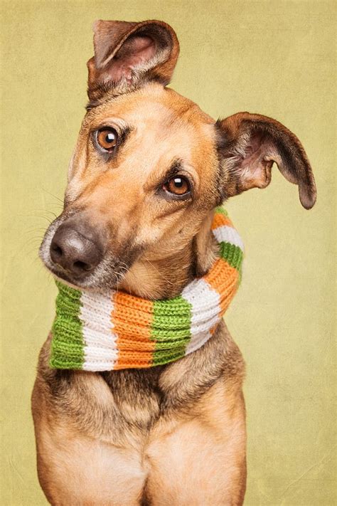 1000+ images about Pet Photography, props, and studios on Pinterest