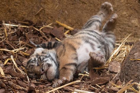 London Zoo shares first images of three-week-old Sumatran tiger cubs outside | Evening Standard