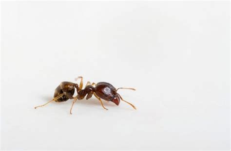 Ant Facts, Types, Identification, Habitat, Diet, Adaptations | Granja ...