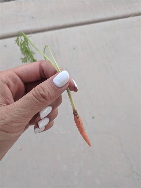 This tiny carrot that came with the store bundle : r/mildlyinteresting