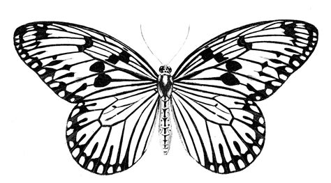 Black And White Clipart Of Butterflies