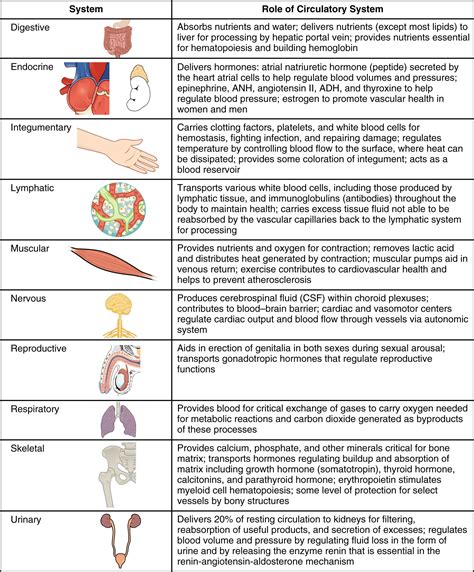 Cardiovascular System Function And Organs Circulatory Pathways · Anatomy And Physiology ...