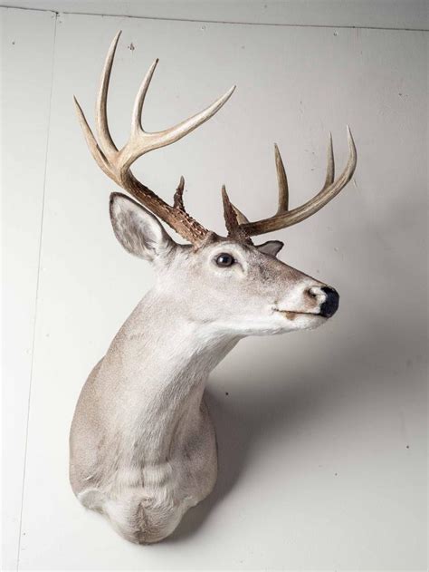 Sold Price: 10 Point Whitetail Deer Shoulder Mount - Invalid date EDT