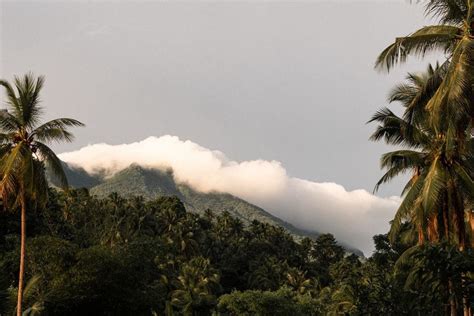 How would reforesting the tropics affect the global climate? | World ...