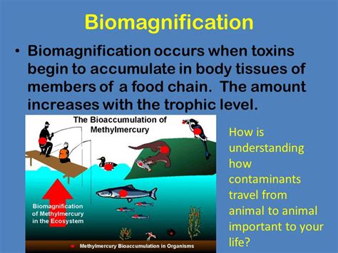 Biomagnification Plastic