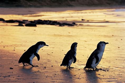 Phillip Island Nature Parks - MELBOURNE GIRL