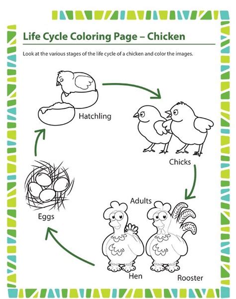 Animal Life Cycle Worksheets 3Rd Grade Free - Printable Word Searches