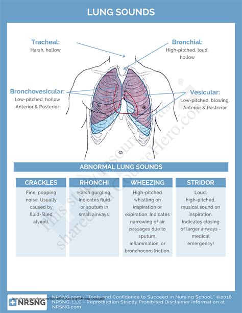 Bronchial Breath Sounds Indicate / lung,bronchial ASL - YouTube : Bronchial breath sounds ...