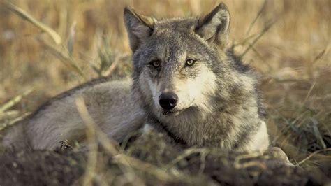 Gray Wolf Biology & Behavior - Western Wildlife Outreach