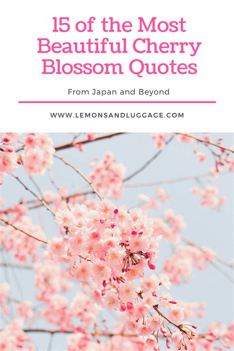 15 Beautiful Cherry Blossom Quotes | Lemons and Luggage